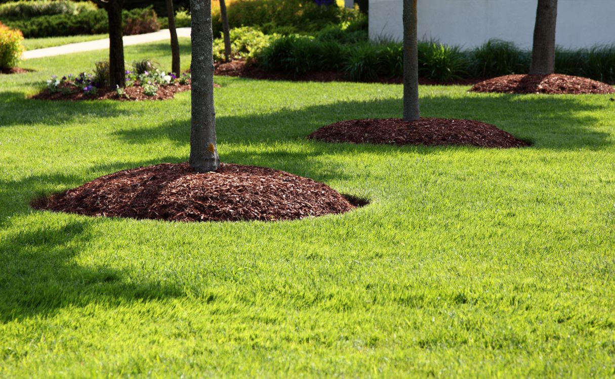 fresh mulch on savannah home lawn